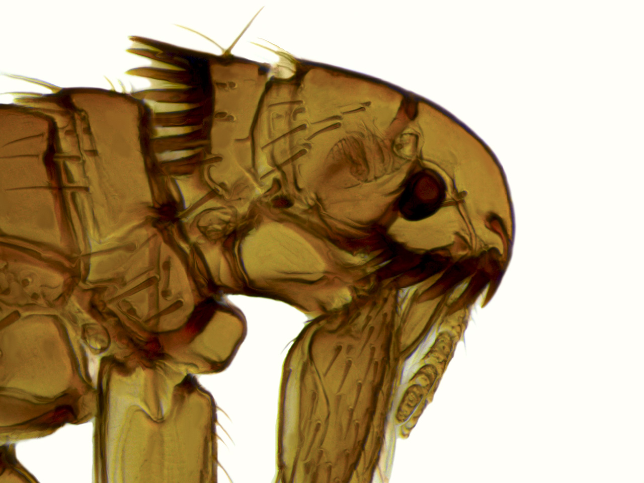 Ctenocephalides canis