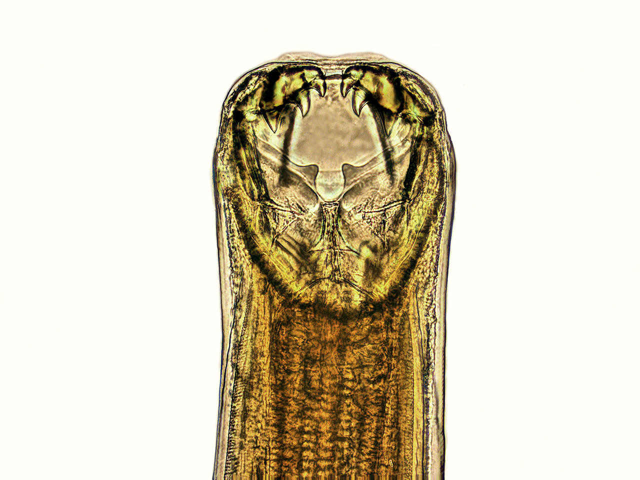 Ancylostoma caninum